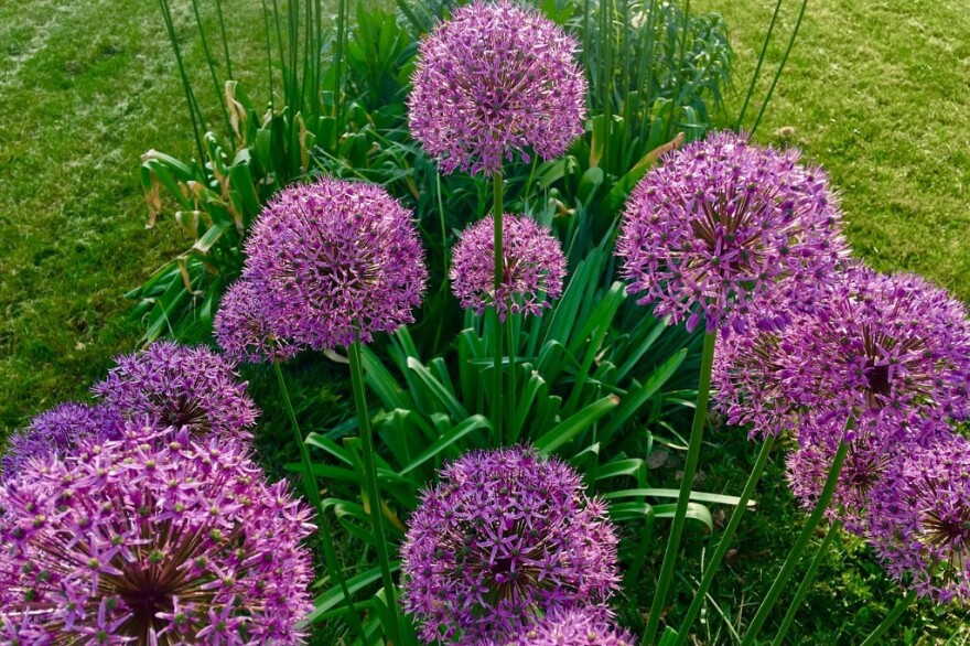 Allium's summer blooms.