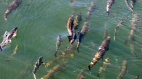 Salmon swim in sunlit green water.