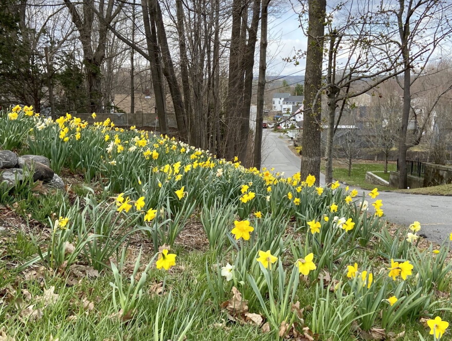 Daffodils.