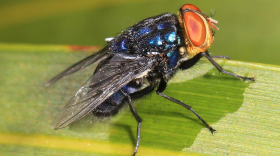 New World screwworm (NWS) fly (Cochliomyia hominivorax)