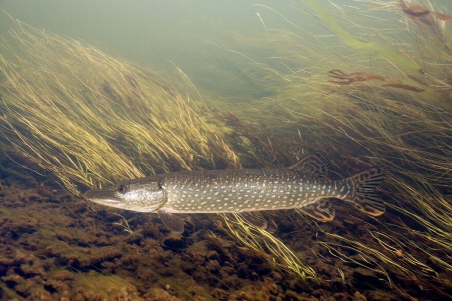 Northern Pike in Andreafsky river. Photo: USFWS