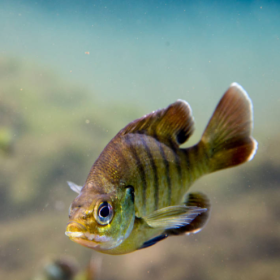 Bluegill are native to freshwater ecosystems in North America east of the Rocky Mountains, including the Great Lakes region. They’ve been introduced throughout North America and other parts of the world. (credit: U.S. Geological Survey)