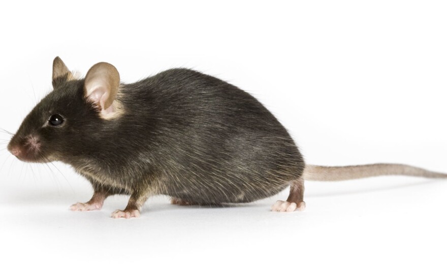 Black mouse commonly used by lab researchers