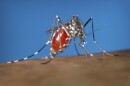 FILE - This 2003 photo provided by the Centers for Disease Control and Prevention shows a female Aedes albopictus mosquito acquiring a blood meal from a human host. Dengue, a tropical illness caused by a virus, is spread by Aedes mosquitos, a type of warm weather insect that is expanding its geographic reach because of climate change, experts say.