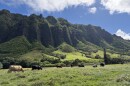 A herd of mother cows at Kualoa Ranch.