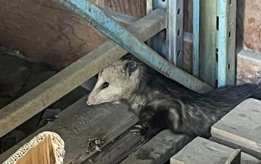Chester, the opossum, soaks in his last moments of freedom while hiding under a pallet in a shed in the Mendenhall Valley on Thursday, March 26, 2026.