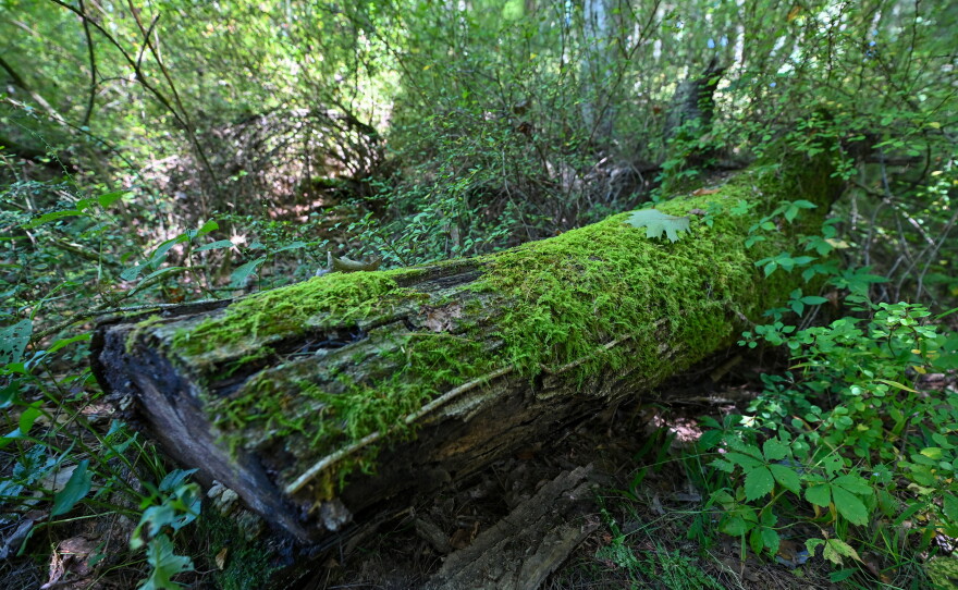 A fallen tree at the Tuscarora State Park along the "Spirit of Tuscarora" trail. The older trees, including the fallen ones, are part of the old growth forest at the park.
