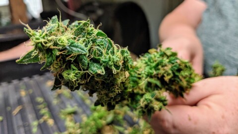 Industrial Hemp growing in Andover, Kansas at Tallgras Hemp and Cannabis. Photos taken 8/2/2019