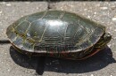 A painted turtle is mostly retreated into its shell with its head poking out.