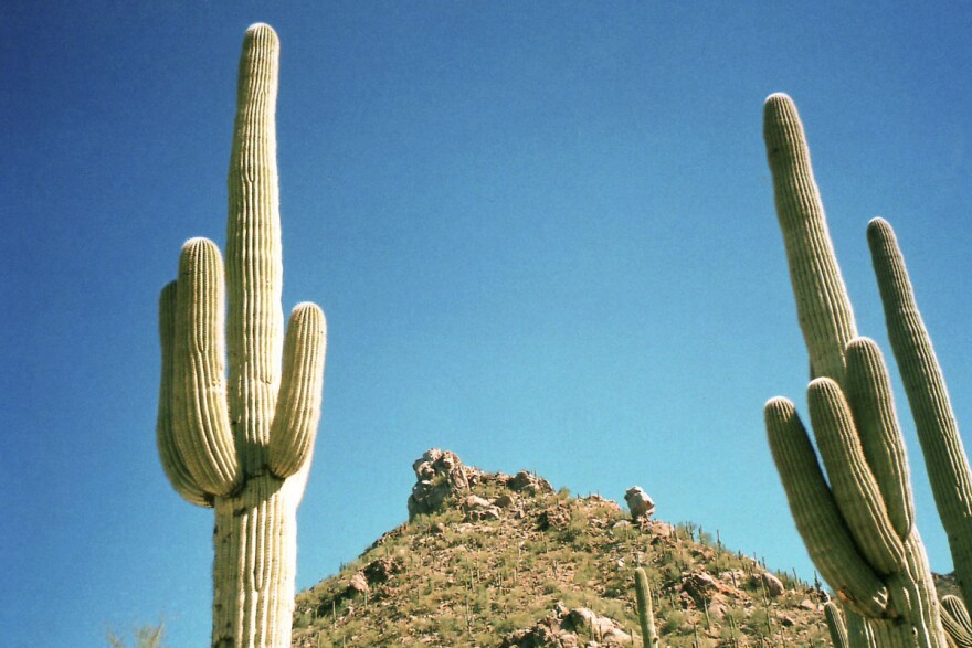 When a saguaro cactus dies, its flesh decays, leaving behind the woody skeleton that supported the plant. (JGHowes, Wikimedia Commons)