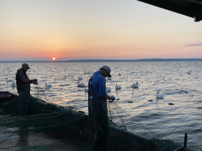 Hopes and Fishes