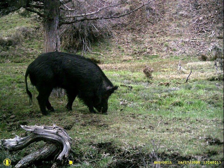 Feral swine will root through farmers fields and along river banks, ruining crops and disturbing salmon spawning grounds.