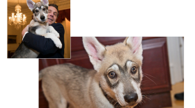 In these pictures from Gov. Andrew Cuomo's flickr account,, the governor holds his new dog "Captain" during a conference of mayors in Albany, N.Y. 