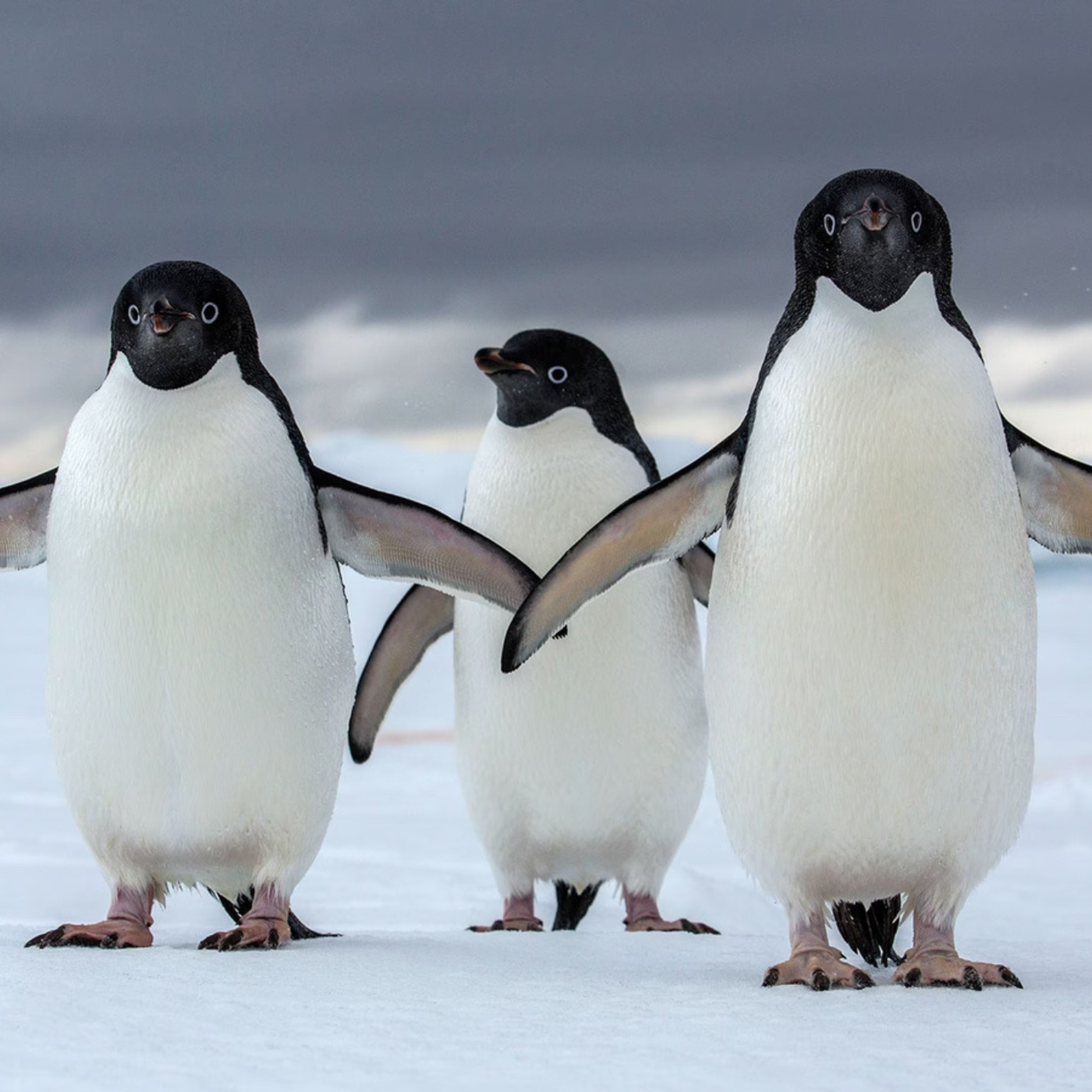 Groundbreaking satellite imagery is teaching us about Antarctic penguins episode artwork