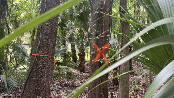 Trees marked for removal in Graham Woods.