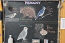 Chalk illustrations show a Snowy Owl, birch polypore, Blue Jay, porcupine, and Snow Bunting.
