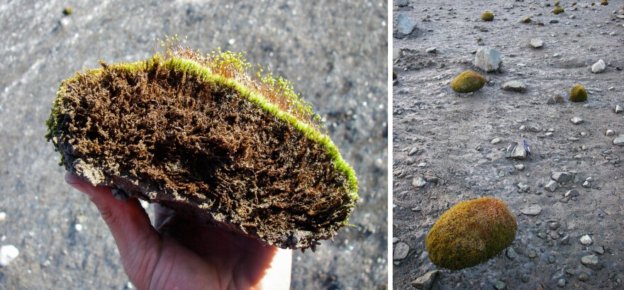 Glacier mice can be composed of different moss species.