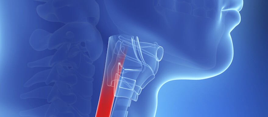 Esophagus.jpg