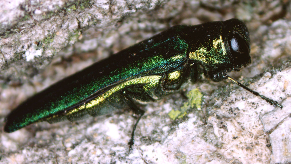 Emerald ash borer continues to spread across South Dakota - Vimarsana News