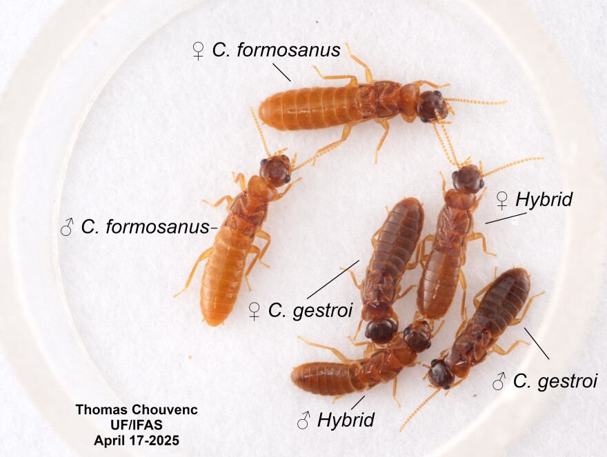 Photos of the two invasive, house-destroying species of termites are now cross-breeding in South Florida.