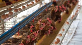 Farm chicken in a barn