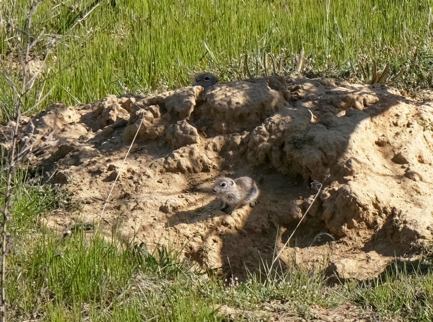 Experts say ground squirrels are a sand color, which helps them blend well in their surroundings.