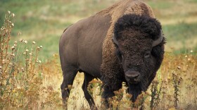 Today, there are about 440,500 plains bison, according to the U.S. Fish and Wildlife Service.