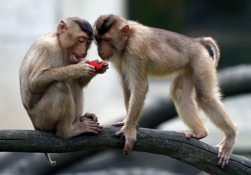 Macaques are social animals, whether in a group enclosure like this one at the Gelsenkircen zoo in western Germany, or in the wild. But many research monkeys are still housed in separate cages.