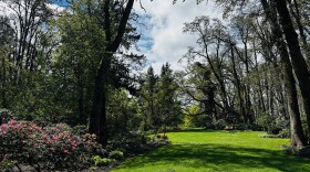 Hendricks Park is a popular place to celebrate Mothers Day in Eugene.