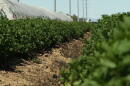 Arizona farm agriculture hero