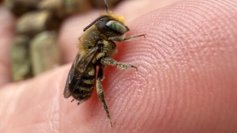 Hatched leaf-cutter bee on the finger of Tora Rocha