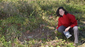 Natalie Mueller collecting wild seeds of erect knotweed in 2014.