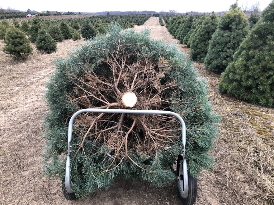 A foreshortened view of the underside of a bushy, newly-cut Christmas tree. It is resting on a metal cart. More trees, planted in rows, are visible to the sides and in the background.