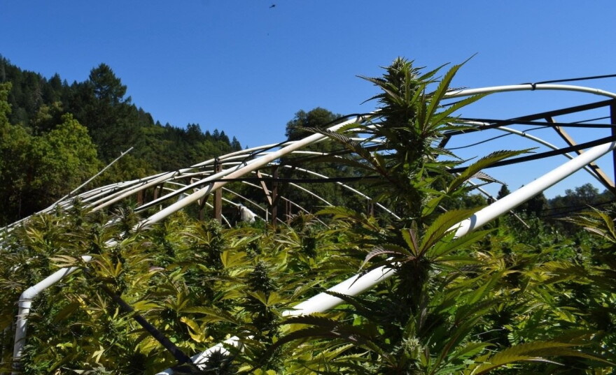 Photo of illegal grow operation in 2025 | From the Humboldt County Sheriff's Office