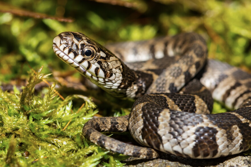 A close up of a young Northern Water Snake in New England.