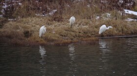 Three Great Egrets appeared at Amaknak Lake on Dec. 9, marking the first documented sighting in Unalaska.