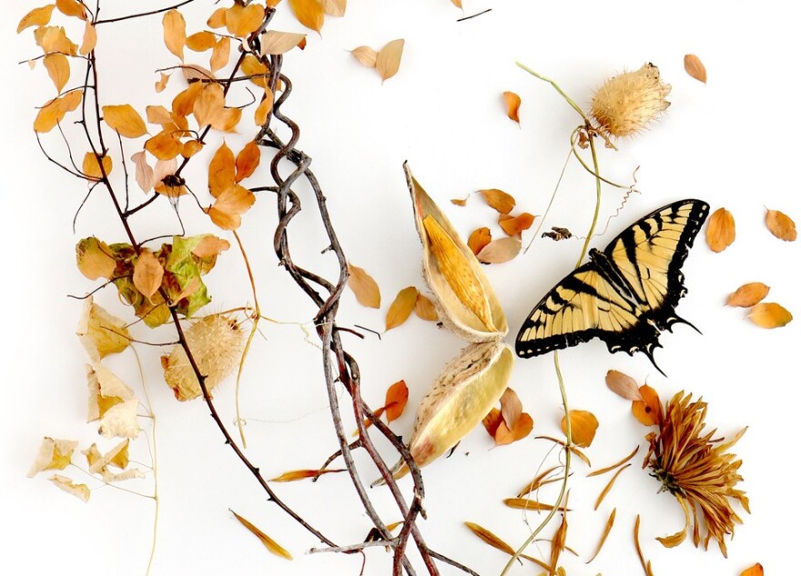 All images are courtesy of Mary Jo Hoffman, and all rights reserved.