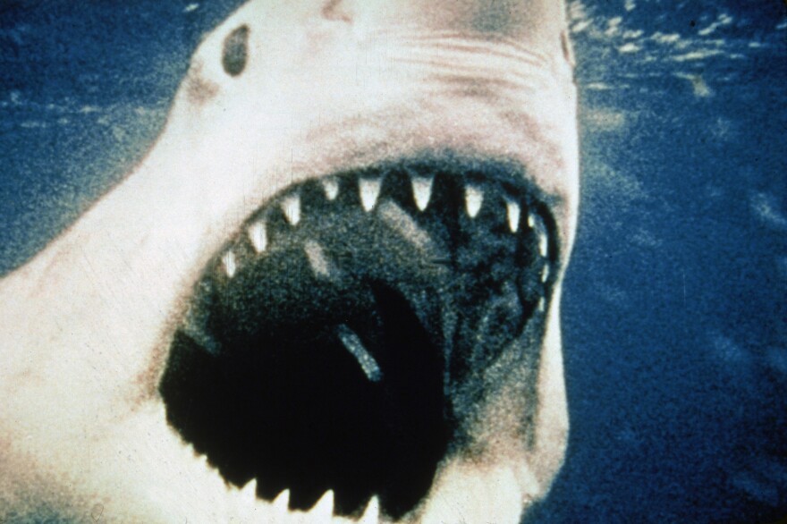 The titular giant Great White shark opens its mouth in a still from the film, 'Jaws,' directed by Steven Spielberg, 1975.