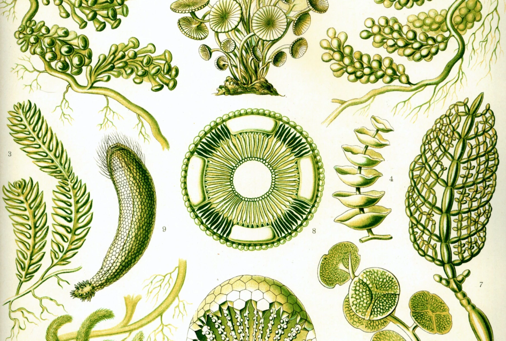 Outdoors with Coggin Heeringa: Believing in Green Things