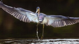 A tricolored heron spreads its wings; in Southwest Florida, unusually dry conditions last summer made for a difficult nesting season for the region’s wading birds