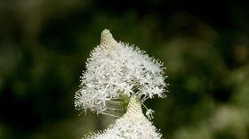 Beargrass