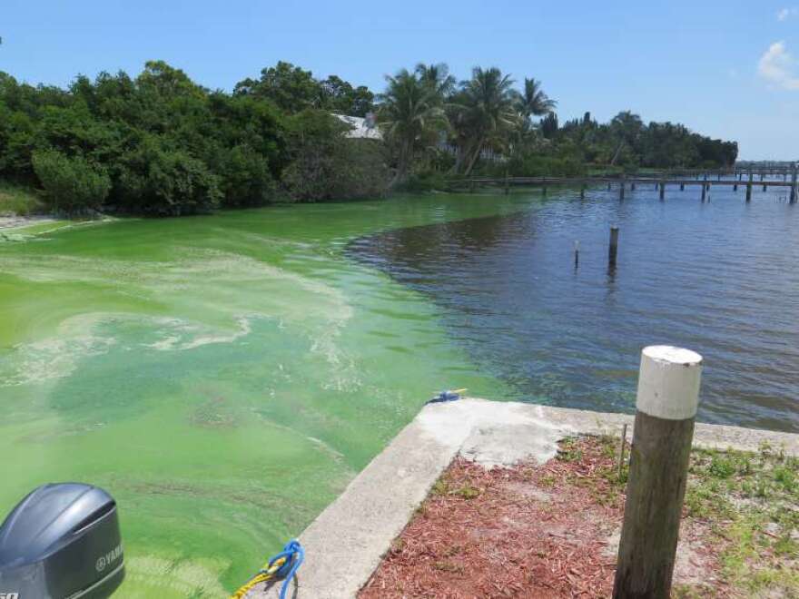 Toxic algae blooms plagued the Indian River Lagoon in 2016. Photo: WMFE file