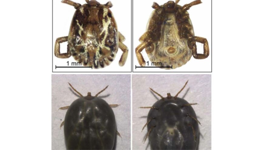 Samples of living ticks collected from Connecticut residents who traveled internationally.