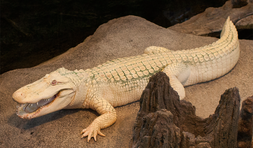 Albino alligator