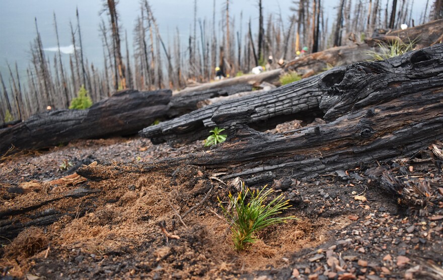 A newly-planted whitebark pine seedling on the Flathead National Forest.