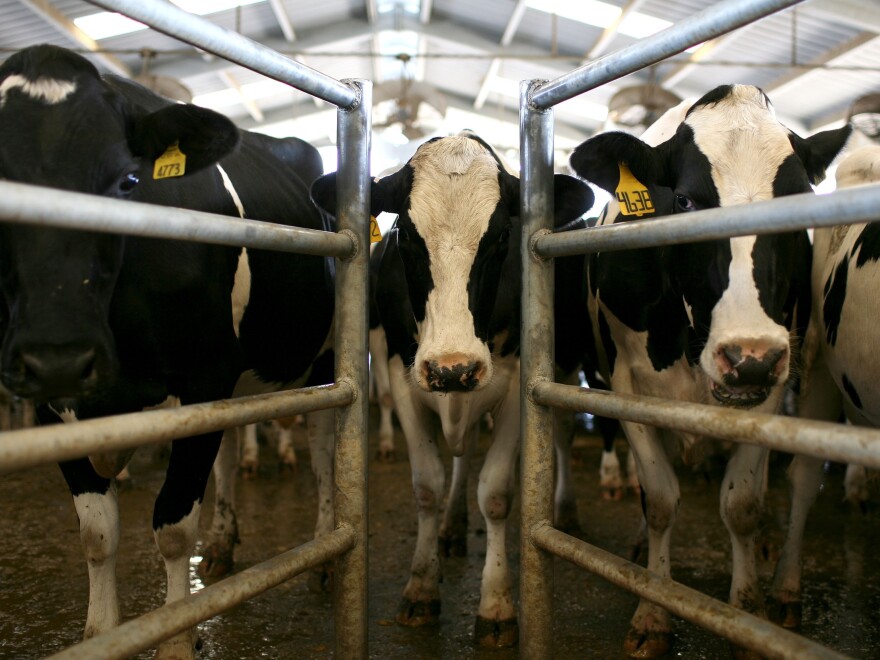 Cows wait to be milked at a California dairy farm.