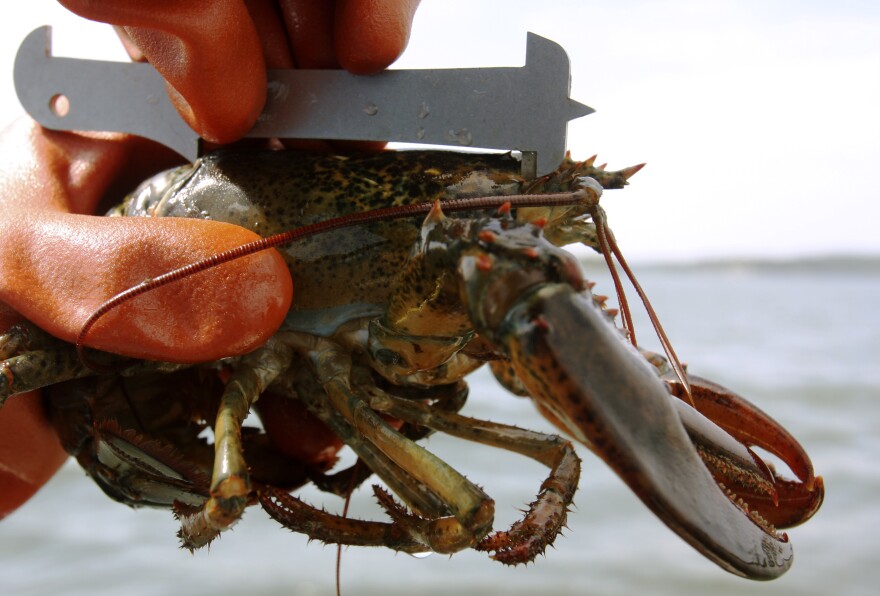 A lobsterman uses a gauge to measure a freshly caught lobster, which turned out to be just under the legal size to keep, on Friday, June 17, 2011 off Three Islands, Maine.