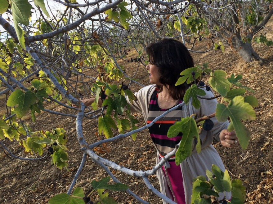 Tonetta Simone Gladwin has let her fig trees go because she doesn't have enough surface water for them, nor enough money to dig a new well.