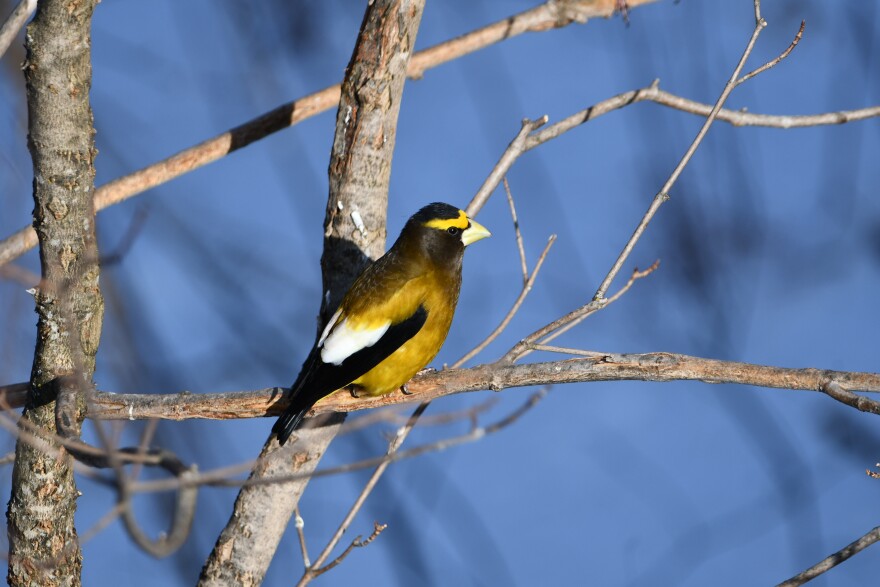 A Evening Grosbeak bird sits perched on a tree branch