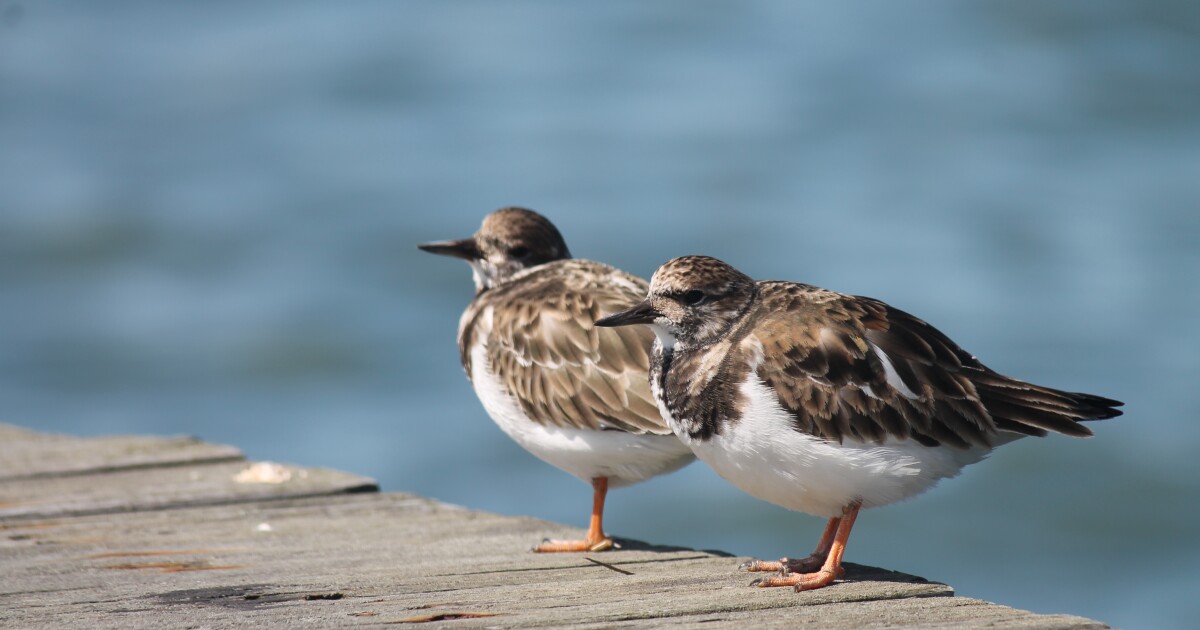 Ruddy Turnstone